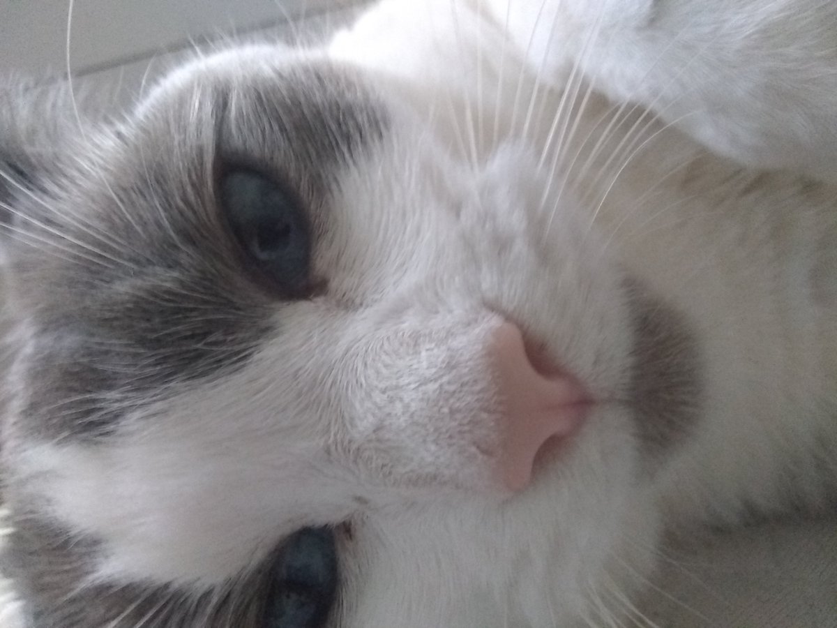 HowToCatLady's tweet image. My beautiful daughter is an aspiring model #CatsOfTwitter #cats #kittycat