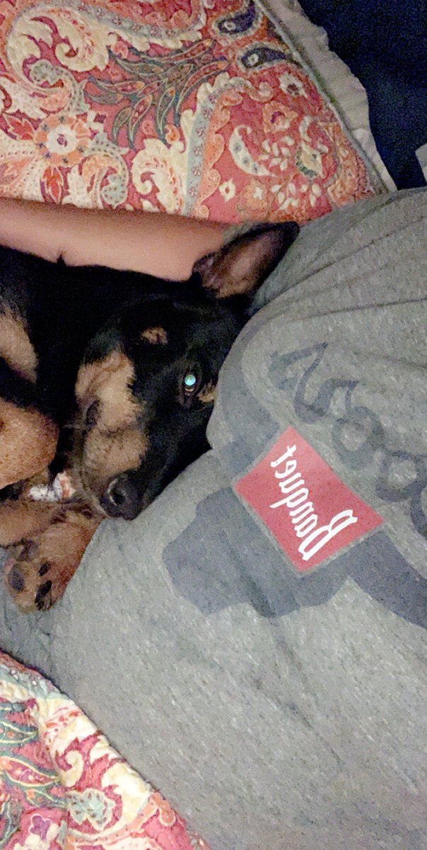 mariahhc14's tweet photo. he is such a cuddle bug! 🥺 https://t.co/xO3jaNJncn