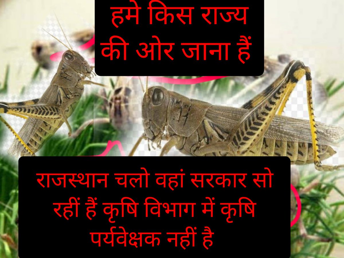 JarwalMukut's tweet photo. बेरोजगारी का दुःख कितना भी बड़ा क्यों ना हो
धैर्य और संतुलन रखिये
समय और  भगवान आपको हारने नहीं देगें 
कृषि परिवेक्षक भर्ती 2018 की प्रथम पुण्यतिथि पर शोक संदेश सरकार के नाम
#कृषिपर्यवेक्षकभर्ती_प्रथमपुण्यतिथि 
@RajCMO
@ashokgehlot51 
@zeerajasthan_ 
@KatariaLalchand https://t.co/igbxeG8NQW