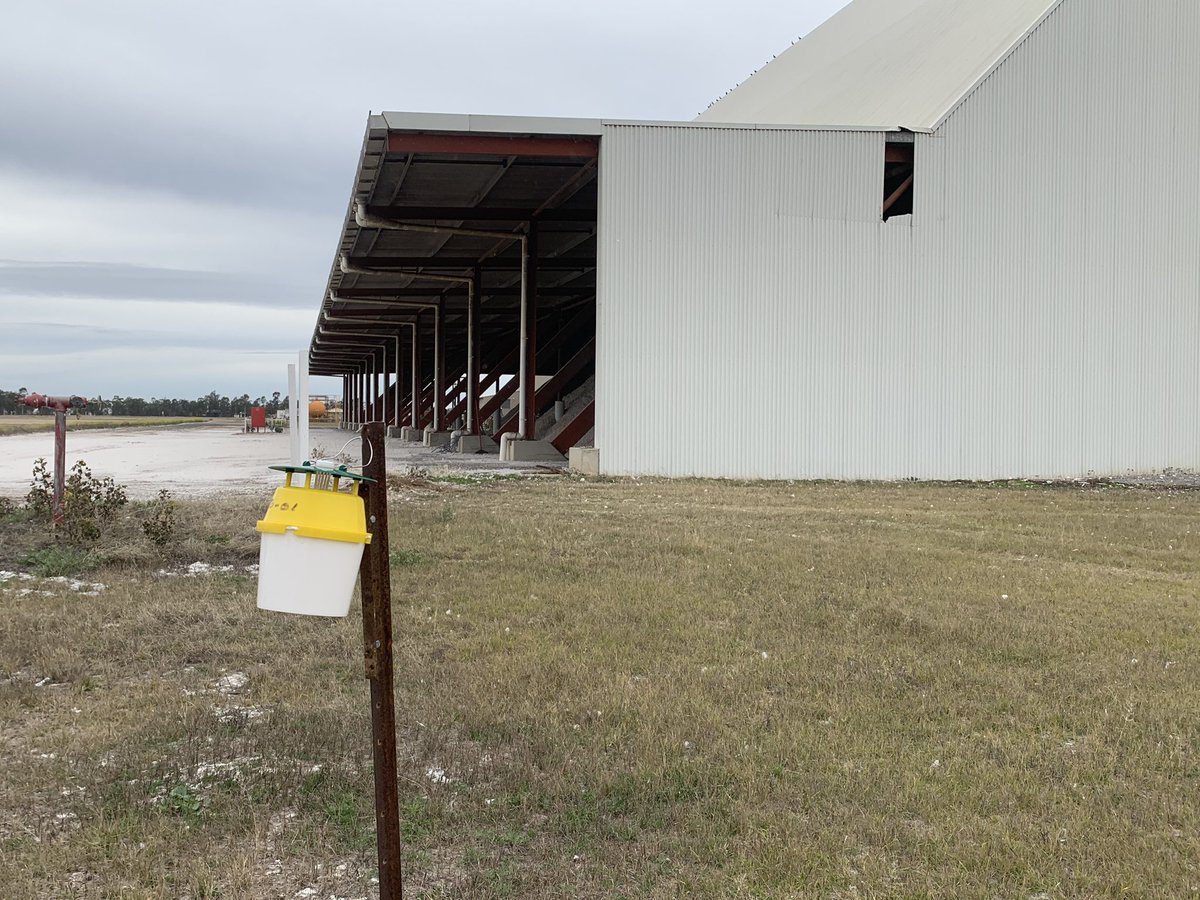 Moth traps as part of biosecurity surveillance for pink bollworm are now out at the gin sites processing northern cotton. Biosecurity matters #IYPH2020