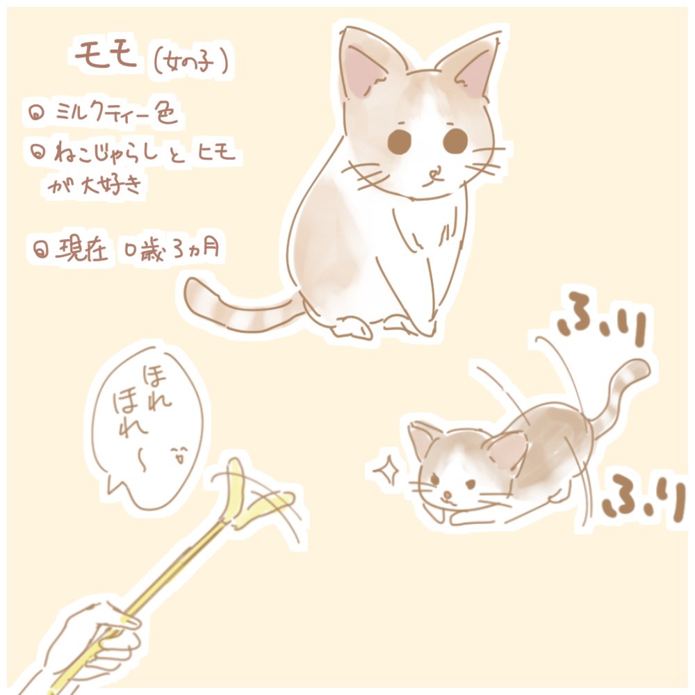 うちの猫があまりにも可愛い。
最近の特技はだるまさんがころんだをすることです。 