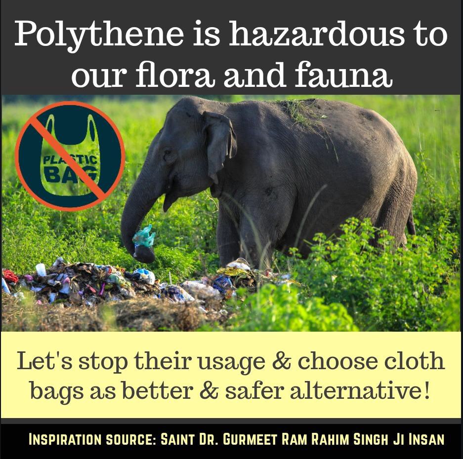 OfficialMSGfc's tweet photo. Plastic bags takes hundreds of years to decompose and till then they harm every possible life they can - floura and fauna!

You can also contribute in saving environment! How? Just #SwitchToClothBags and save the lives!! https://t.co/cuBm6F0eOB