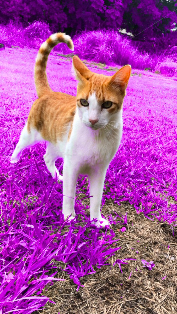 iamirmab's tweet image. Feliz dia a mi perro/gato 😅los que lo conocen saben porque #MiÑeñe