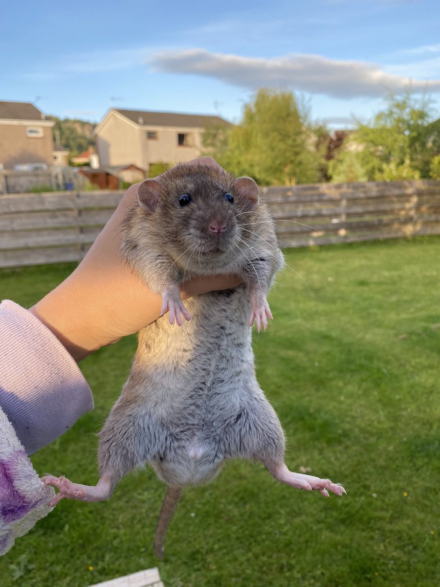 Aurora Rattery tweet media