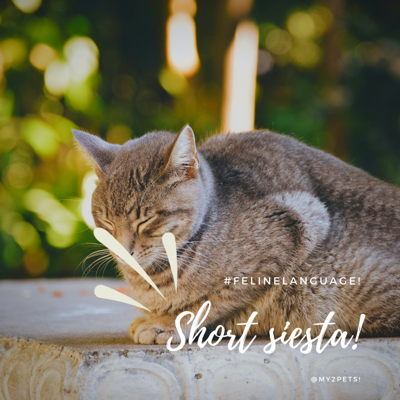 MyfurryFriend1's tweet image. #catlanguage #cats #CatsOnTwitter