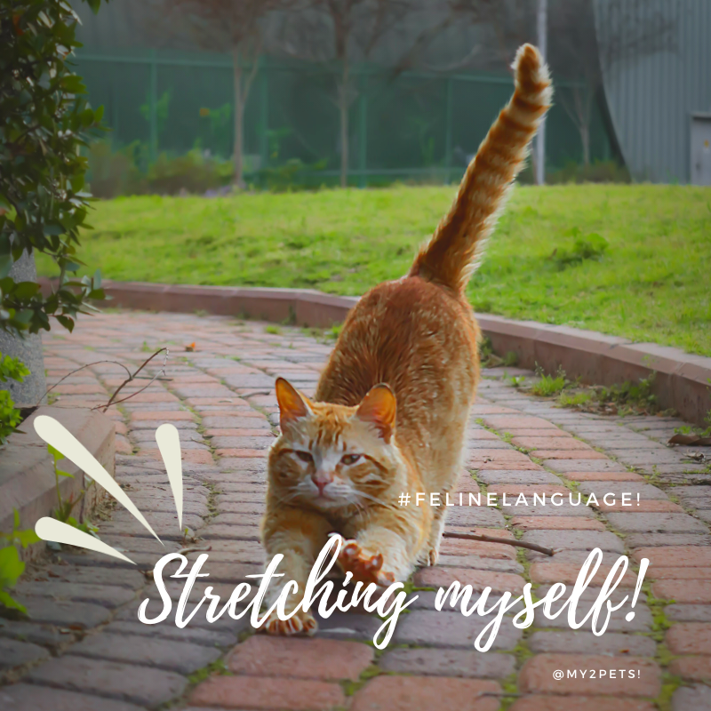 MyfurryFriend1's tweet image. #catlanguage #cats #CatsOnTwitter