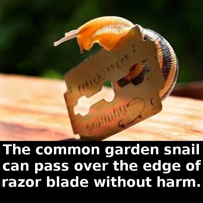 Hmbrowser5's tweet photo. scientific and Life facts overloaded.....https://t.co/bnMEb2uQEZ #Realworld #hmbrowser #internet #web #www #creativity #thuglife #lifefacts #humanlife #google #facts #medialibrary #animation #memes #interestingfacts https://t.co/WrZHHCZmCw