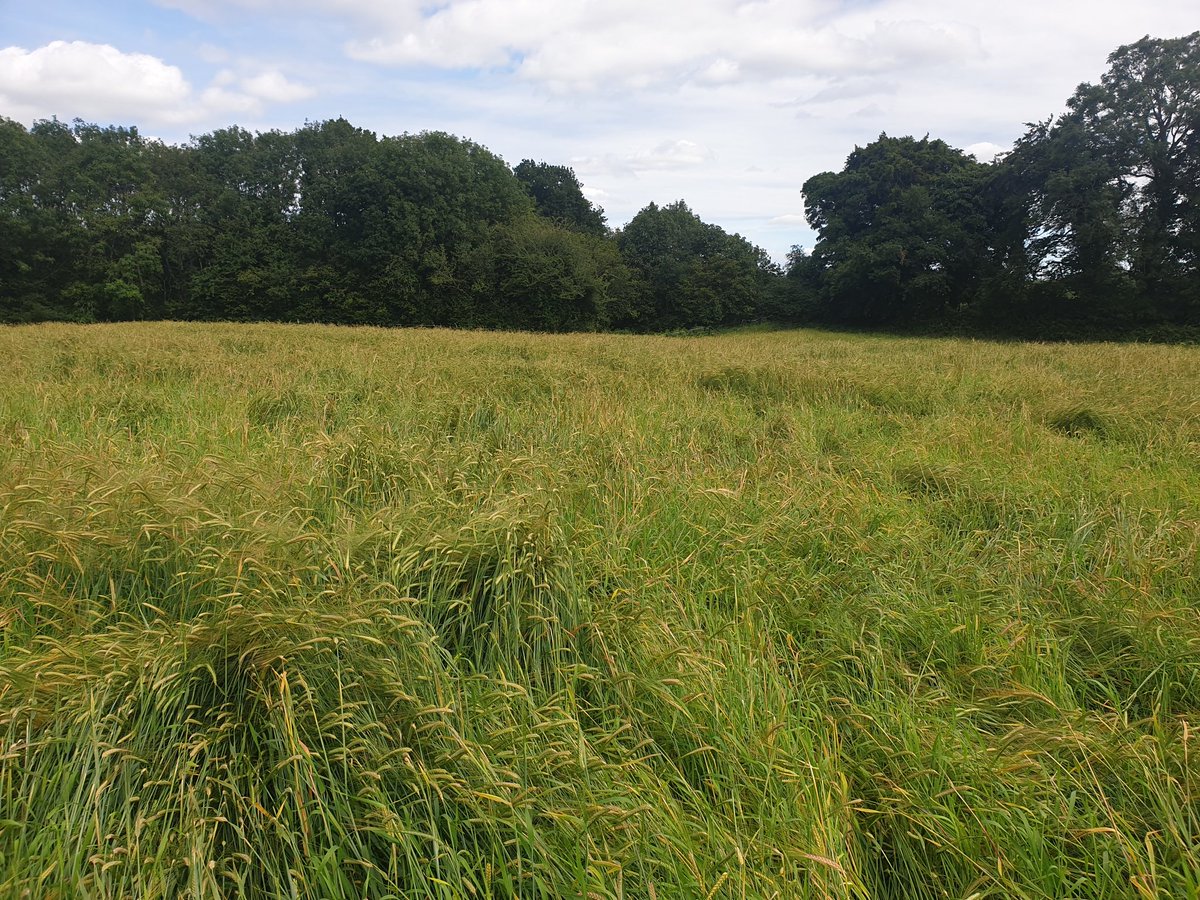 Not everything is a success.

This is Irish Goldthorpe a heritage barley which has lodged very early in growing season, it will make harvesting very tricky.

#heritagegrains #irishgoldthorpe #chevallier #farming #farmhousebrewery #seedtocellar #resilience #irishcraftbeer