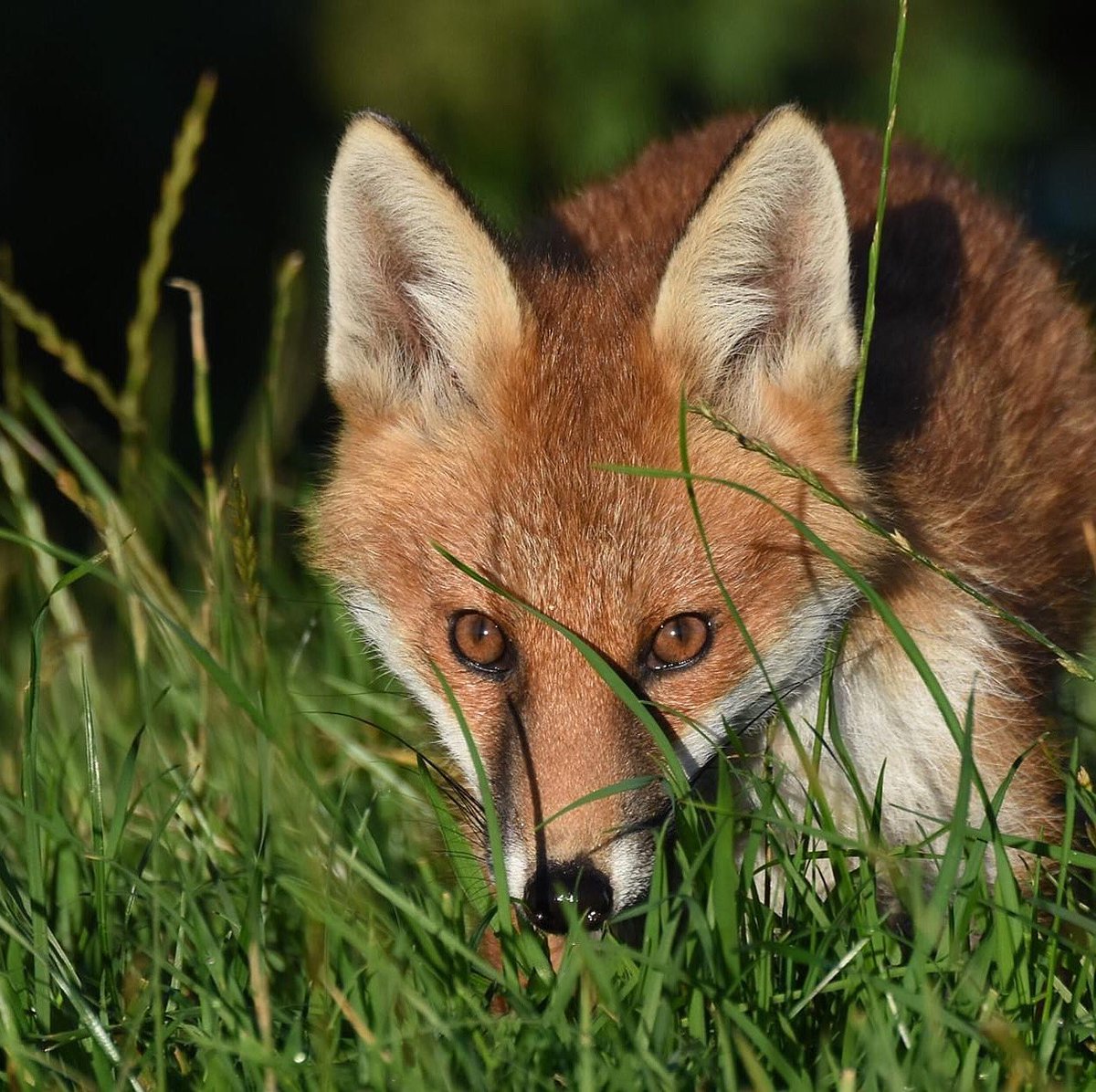 steadyowen's tweet photo. Fox cub in the morning sun. #foxes #fox #bbcwildlifemag #bbccountryfilepotd #bbcwildlifemagpotd #bbccountryfile @WildlifeMag @BBCSpringwatch #wildlifephotography #wildlifereferencephotos https://t.co/KNMQNw1kTS
