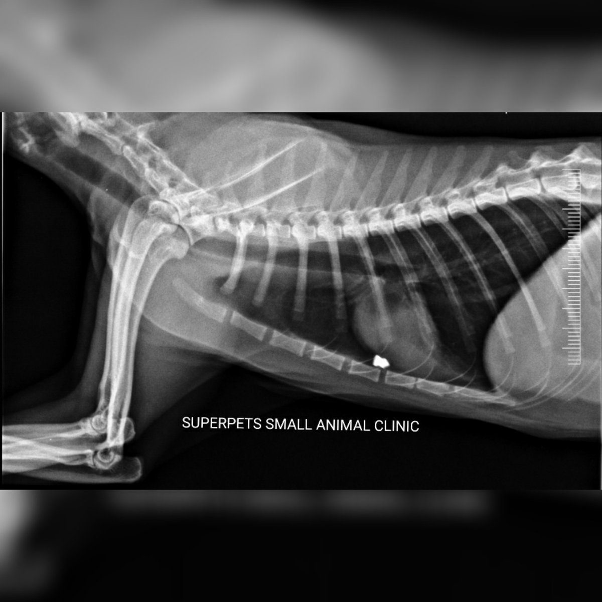 SuperPets (@SuperpetsVet) / Twitter SuperPets (@SuperpetsVet) / Twitter