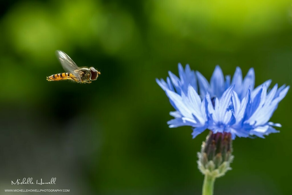 mich_howell's tweet photo. Another Hover Fly in the wild flowers. 😊
@michellehowellphotos
#hoverfly #hoverflys #macro #wild #wildlife #nature #wildflowers #closeup #wildlifeinthegarden #gardeninsects #naturephotography #NikonD500 @yorkshirelifemag @solentnews #mic… https://t.co/fej70wZEr4 https://t.co/eVaq11gl49