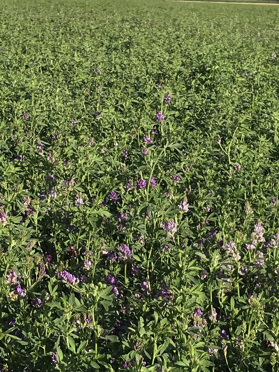 BrandvanRijn's tweet photo. Dit gewas Luzerne verbouwen veeboeren, 1 om het hoge eiwitgehalte, 2 dit gewas in de groeiperiode behoorlijk stikstof gebruikt, 3 voor een betere bodem structuur. Mooi is ook dat dit een nectar Eldorado is voor insecten, bijen maken hier heerlijke honi ng van. Hoelang nog/eiwit ? https://t.co/zi0j5t7NPD