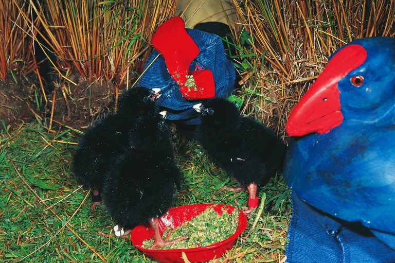 People thought maybe we might actually lose these awesome birds for good. Thankfully due to some passionate people and good strategies a breeding programme involving islands and sanctuaries has brought the numbers back up. My fave thing is the sock puppet they used to feed chicks