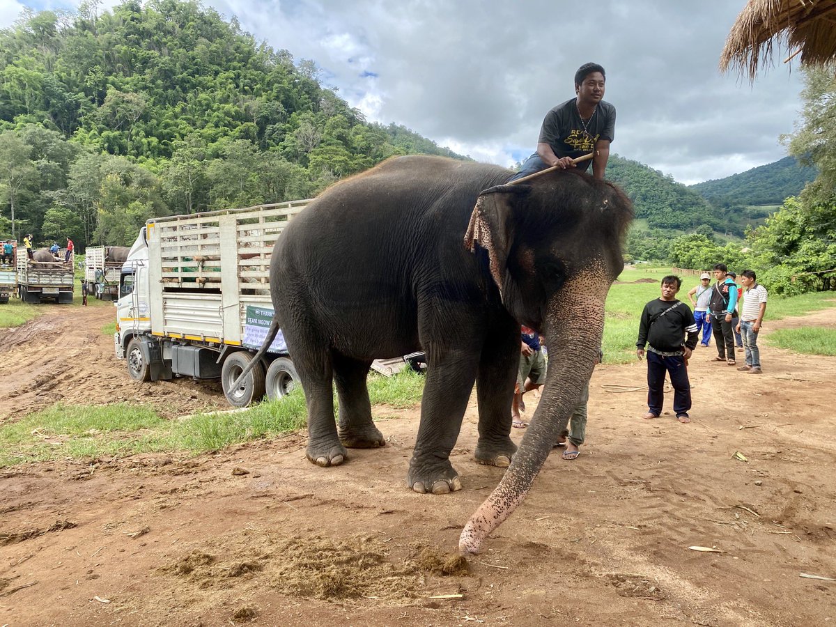 flo18flo's tweet photo. After more than 20 hours on the road the seven #elephants have finally arrived in their new home @ElephantNatureP. One has even had a mud bath already - blissful! #Thailand @dw_environment #GIreporter https://t.co/TTYLqB4iGM