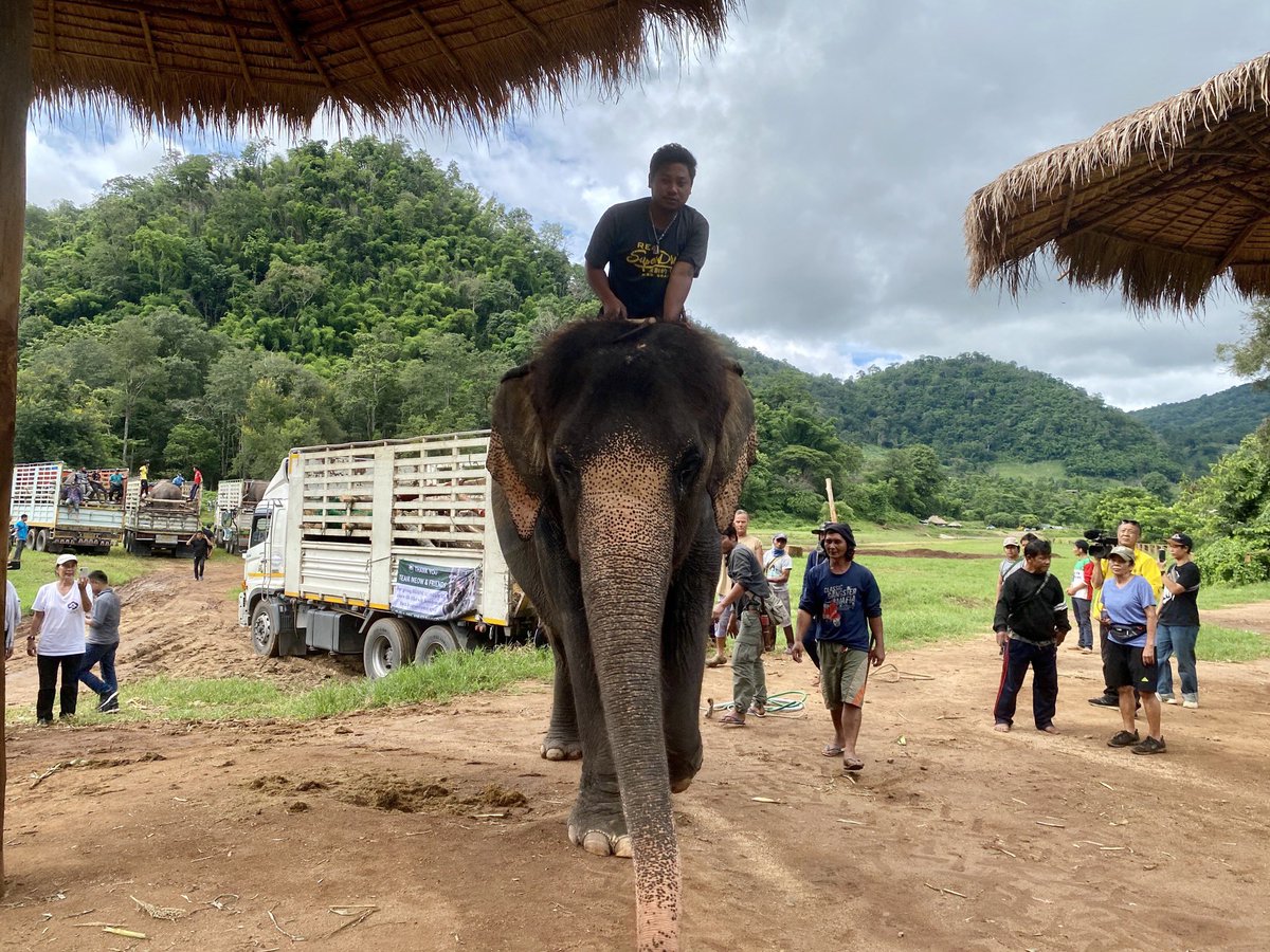 flo18flo's tweet photo. After more than 20 hours on the road the seven #elephants have finally arrived in their new home @ElephantNatureP. One has even had a mud bath already - blissful! #Thailand @dw_environment #GIreporter https://t.co/TTYLqB4iGM