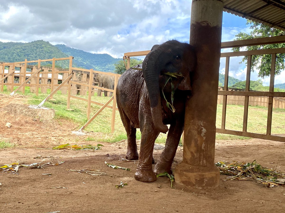 flo18flo's tweet photo. After more than 20 hours on the road the seven #elephants have finally arrived in their new home @ElephantNatureP. One has even had a mud bath already - blissful! #Thailand @dw_environment #GIreporter https://t.co/TTYLqB4iGM