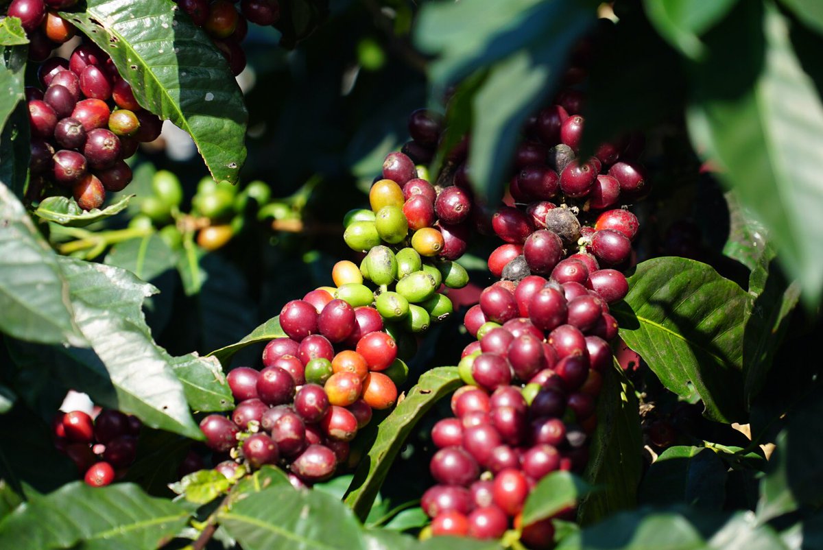 DestinasiDigital (@wisatadigital) on Twitter photo kopi memang punya banyak cerita, kaya filosofi, jadi bahan inspirasi, sebelum diolah menjadi seperti Janji Jiwa Flamboyan Ungaran <a href="/JanjiJiwaID/">Kopi Janji Jiwa</a> <a href="/noraaprilita/">NORA</a> #JanjiJiwaUngaran #JanjiJiwaFlamboyan <a href="/NonaKedai/">KedaiNona</a> kopi memang punya banyak cerita, kaya filosofi, jadi bahan inspirasi, sebelum diolah menjadi seperti Janji Jiwa Flamboyan Ungaran <a href="/JanjiJiwaID/">Kopi Janji Jiwa</a> <a href="/noraaprilita/">NORA</a> #JanjiJiwaUngaran #JanjiJiwaFlamboyan <a href="/NonaKedai/">KedaiNona</a>