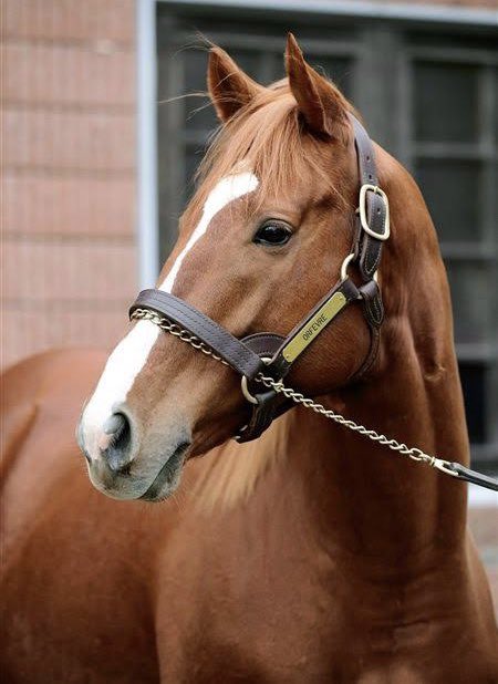 Misaco デラスタ すごく分かりやすい 比較しやすいイケ馬画像をネット上で見つけた 1枚目トウカイテイオー 2枚目 オルフェーヴルなんだけど トウカイテイオー 男らしいイケメン オルフェーヴル 可愛らしいイケメン 写真の写り方にもよるとは思い