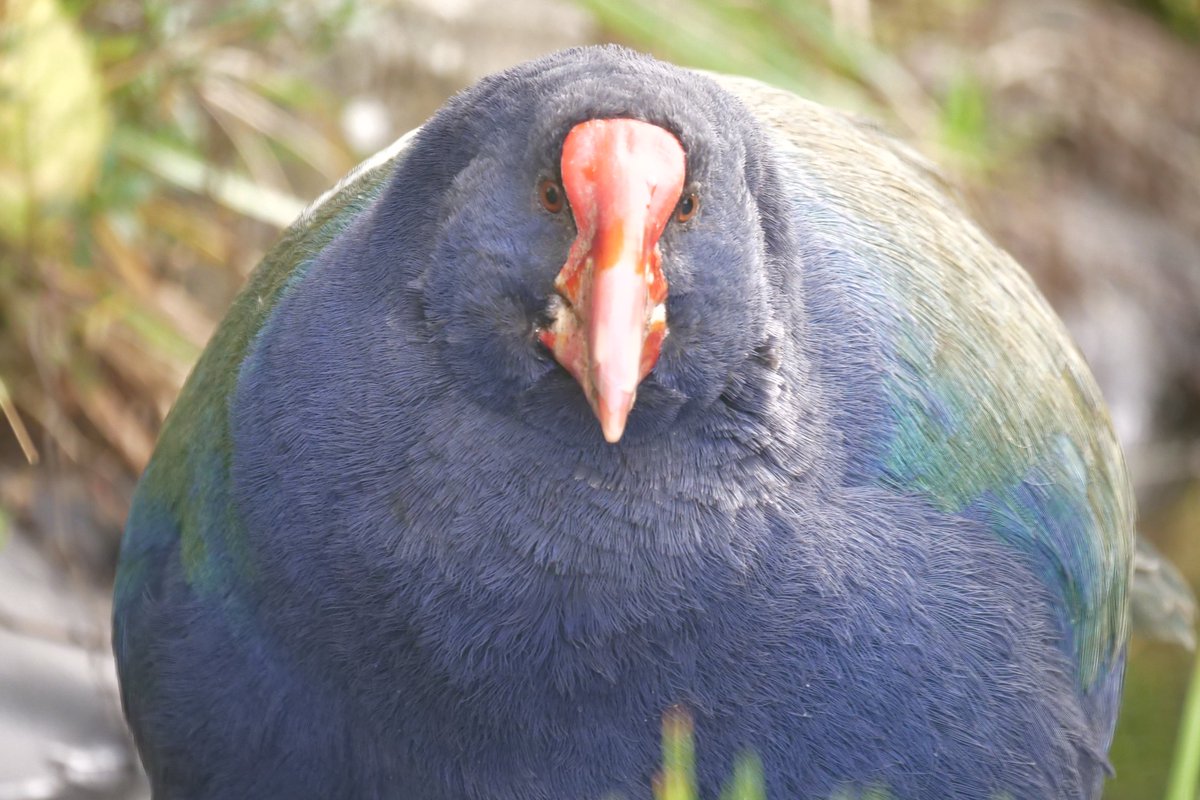 There is just something about these round, rainbow, food focused, grass juicing, rare, chicken looking dinosaurs that makes me happy every time I see one. Once  @SophieFern told me that humans prefer round shapes as we perceive them as friendly and safe. Maybe that's their secret