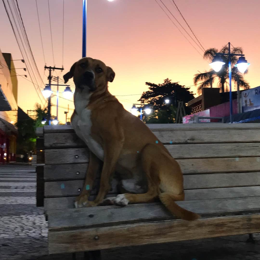RicardoKusch's tweet photo. Não faça mau a eles.... https://t.co/F8IVZs2hRG