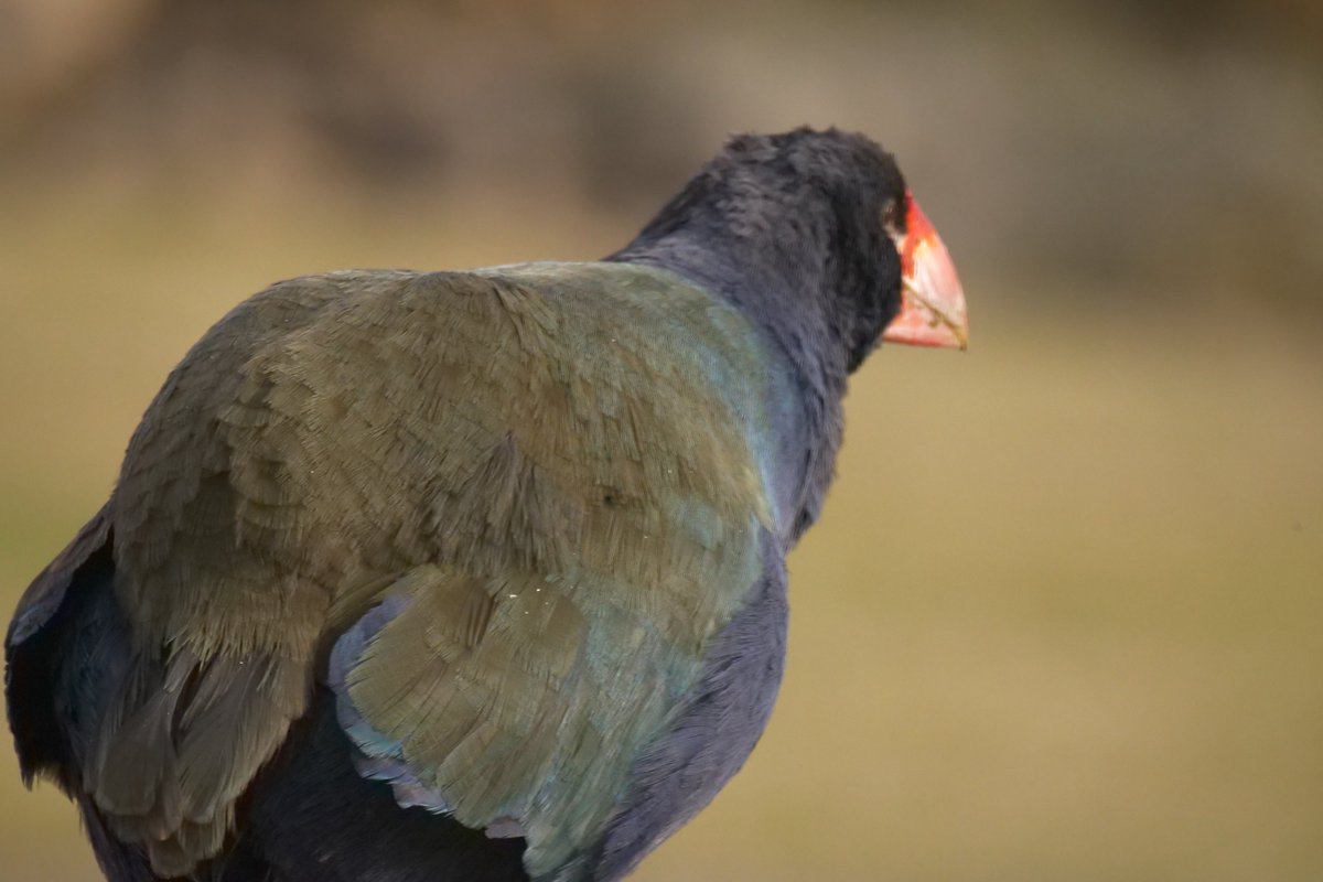 The main problem is because they evolved for ~ 30 million years with almost no ground predators. When mustelids, rats and cats got introduced into NZ by people takahē stood no chance. The green on their backs is to help hide from aerial predators like the 3m wingspan haast eagle.