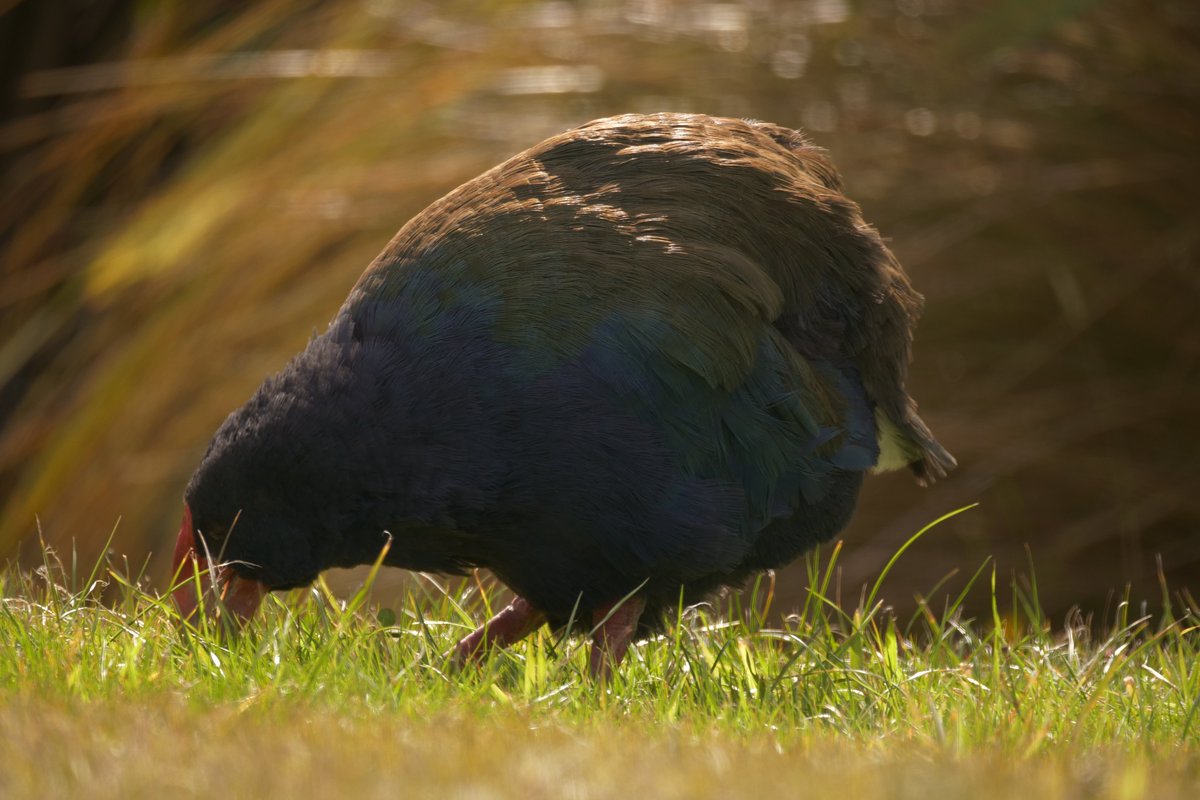The second problem was that deer and takahē eat the same food. NZ grasses much like takahē were not ready for the introduced mammals and have not fared well in their presence removing a lot of suitable food sources.