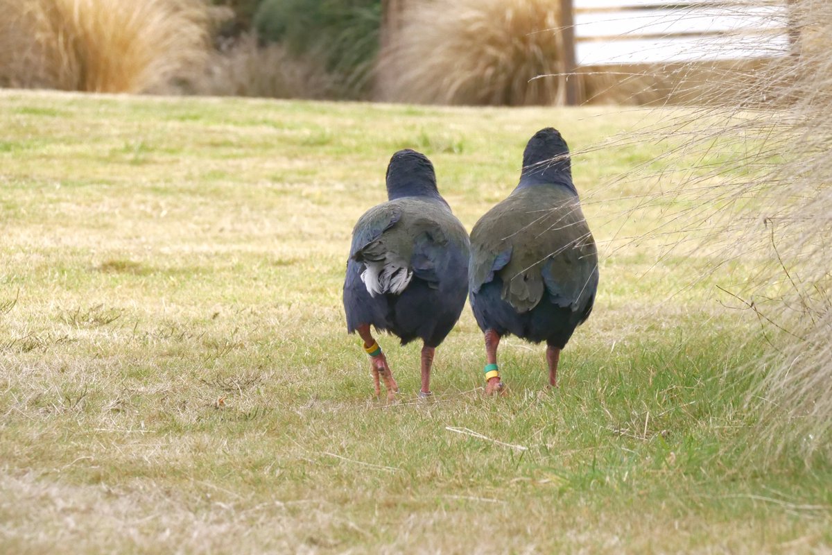 The takahē in the original vid is waimarie she is 3 yo and has a 2 yo boyfriend called Bennet They moved to  @NZEcosanctuary about 2 months ago with the hope that they get busy to make tiny fluff balls to help increase the pop. Photo is of our old pair Quammen and Paku  #goals