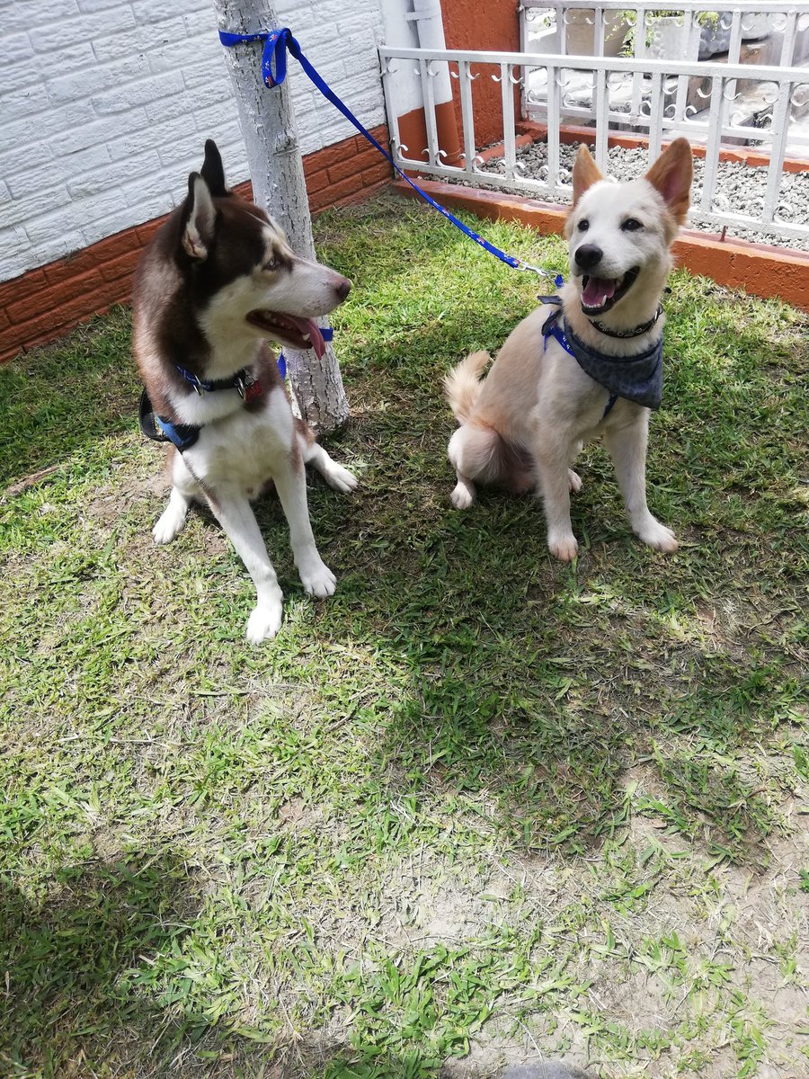 Wapm20's tweet photo. @NoSeasMajeSV Toby y Jake https://t.co/1GUzlZ2Zzx