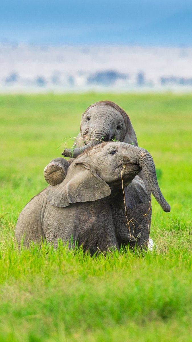 Wallpaper 5: an elephant family from Amboseli, Kenya (2012)L: mobile phone - a pair of playful baby elephantsR: desktop - a mother and calf #WallpaperWednesday