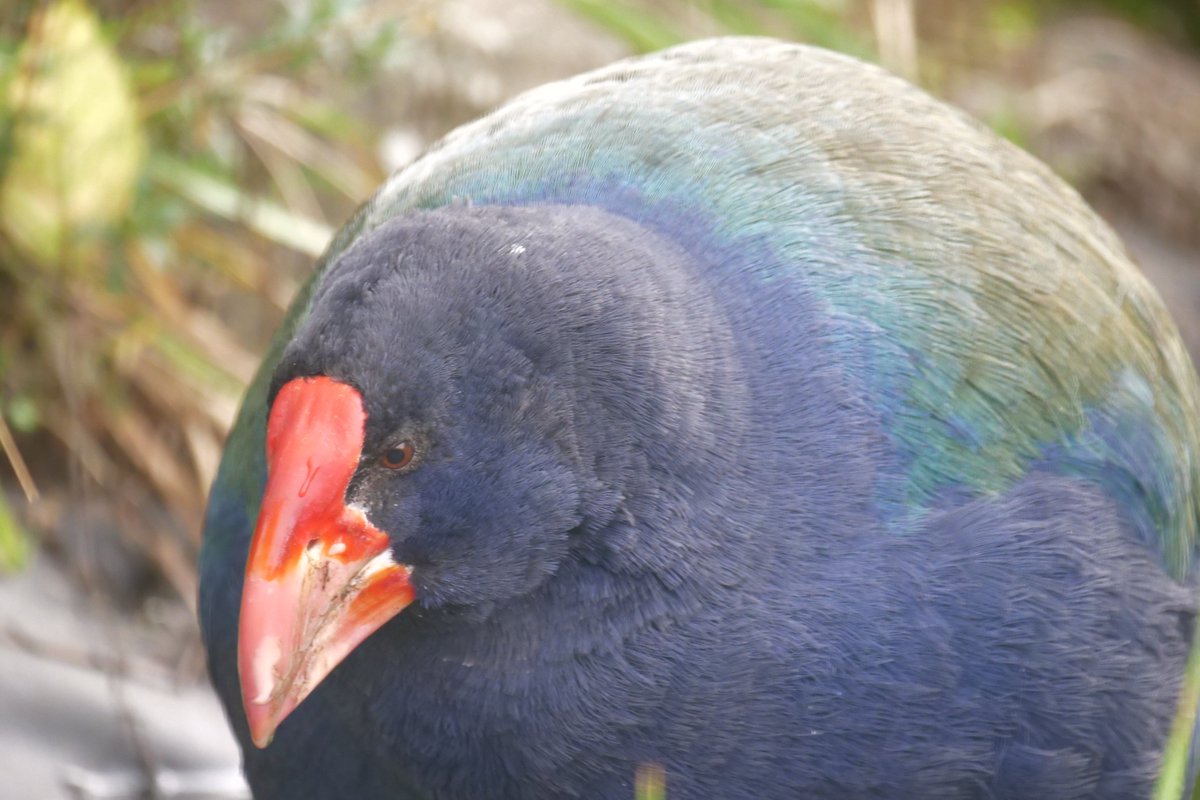 Takahē are endemic to NZ and are arguably our largest but certainly roundest extant native herbivore at just over 4kg. Their name takahē is a māori word for best pronunciation follow this link and listen.  https://maoridictionary.co.nz/search?idiom=&phrase=&proverb=&loan=&histLoanWords=&keywords=takahe