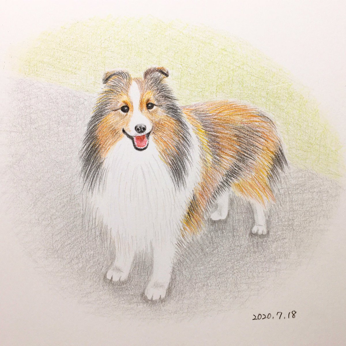 Chippoke ようこ Twitter પર 犬絵 シェットランドシープドッグ 色鉛筆 色鉛筆画 犬 シェルティ Chippoke犬絵 Chippoke ようこ Twitter પર 犬絵 シェットランドシープドッグ 色鉛筆 色鉛筆画 犬 シェルティ Chippoke犬絵