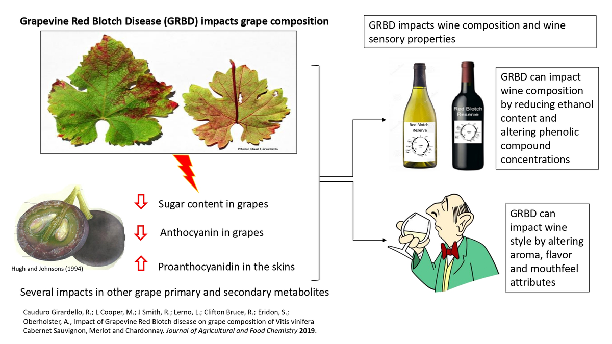 Molecules_MDPI's tweet photo. #mdpimolecules Impact of Grapevine Red Blotch Disease on Cabernet Sauvignon and Merlot Wine Composition and Sensory Attributes https://t.co/pIuuiWY0Dh #merlot #cabernetsauvignon #winecomposition #phenolics #descriptiveanalysis https://t.co/isGewURdng