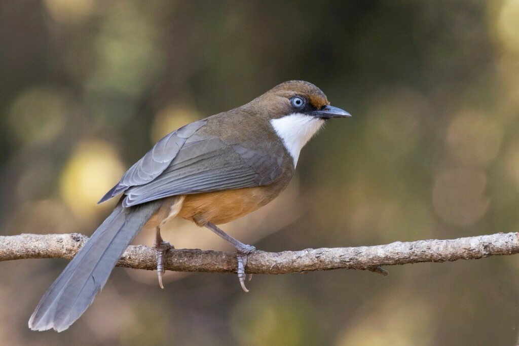 White throated laughing Thrush

#thrush #birdsofindia #birdsofinstagram #birdsofindiansubcontinent #bird #birds #indianbird #birdphotography #birding #birdingdaily instagr.am/p/CC7kxBYgRTp/