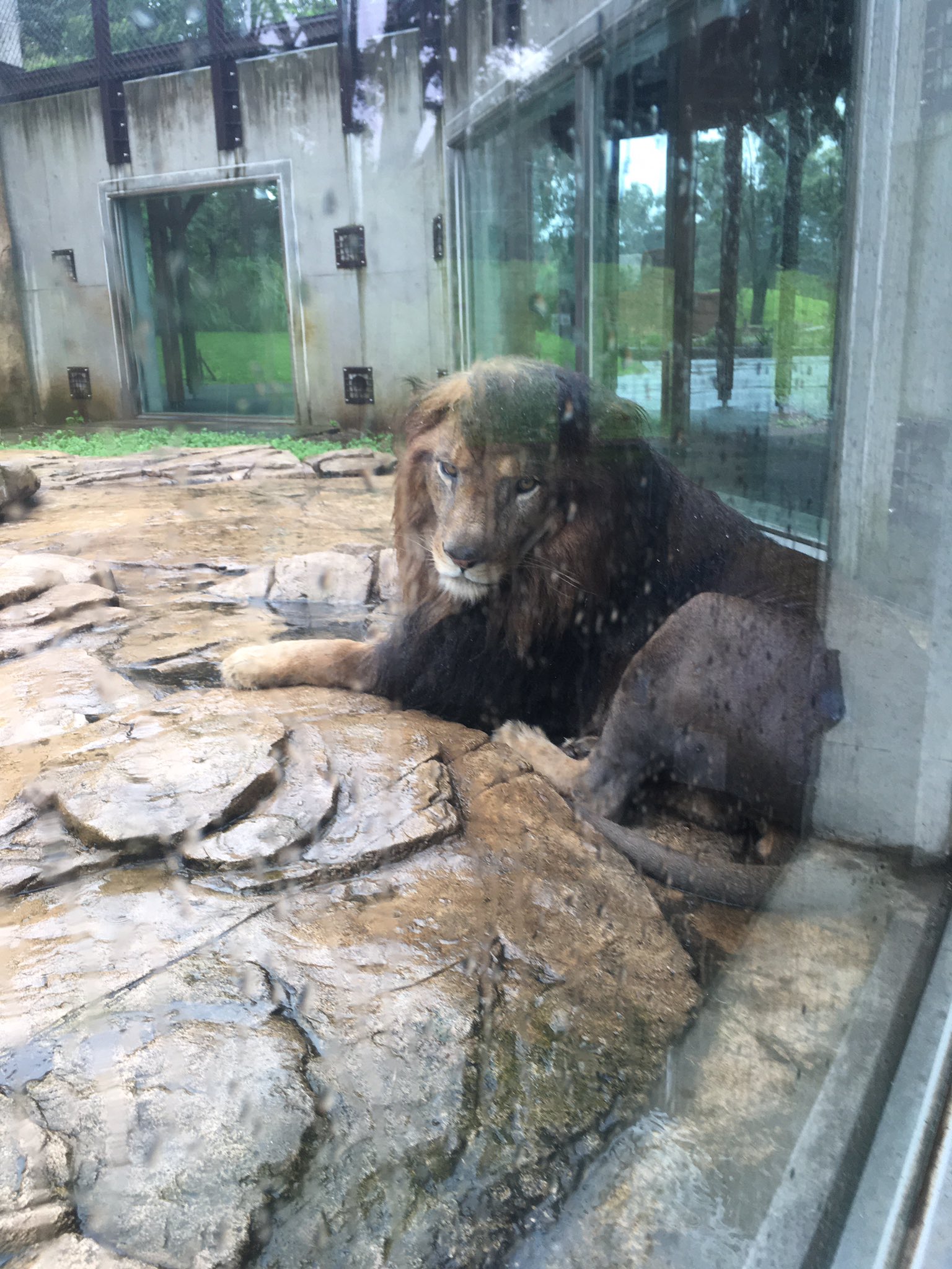 千葉市動物公園 公式 Pe Twitter 雄ライオンの象徴である たてがみ も 雨に濡れるとイメージが変わります 七三分けのアレンです 飼ニ 千葉市動物公園 T Co Ldiqegqv7a Twitter