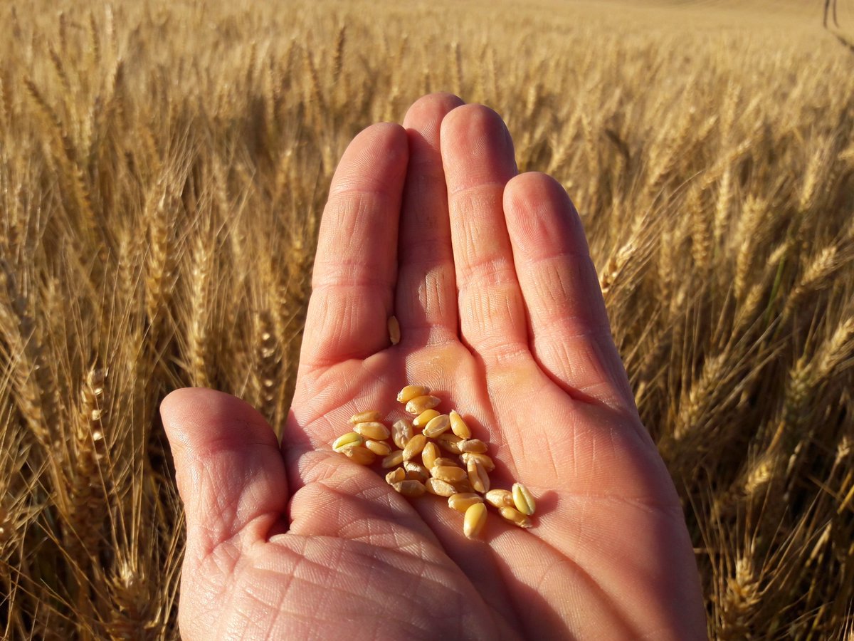GuyotVincent02's tweet photo. #Semer #Nourrir #Protéger #Recolter 
Voilà le chemin que doit emprunter tout #Agriculteur qui veux vous #Nourrir qu'il soit #conventionnel, #bio, #laboureur ou #Acsiste.
Quelque soit le chemin, il produit une #Alimentation SAINE et LOYALE car elle a une valeur. https://t.co/mEkUWh7VuB