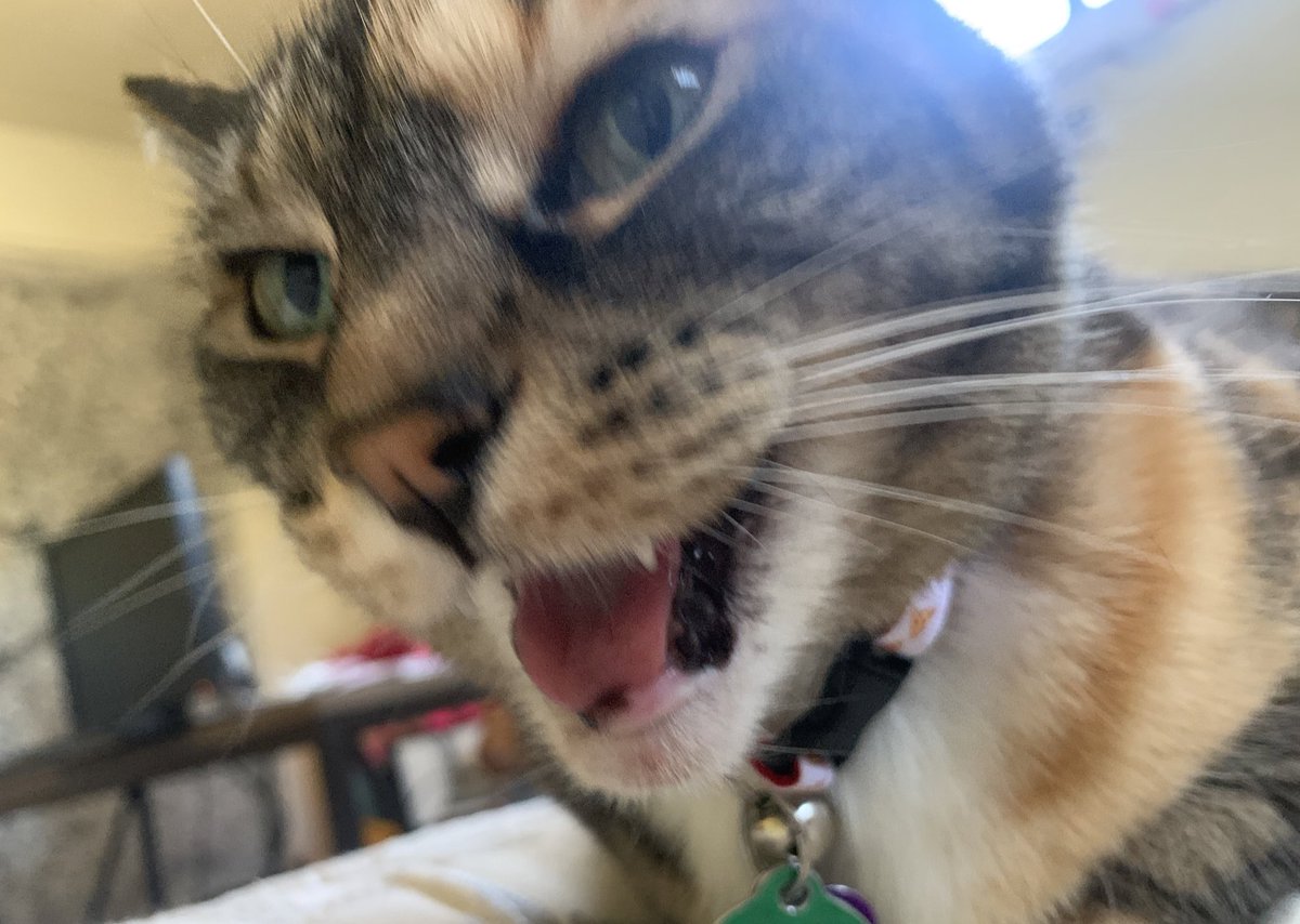 lucyloothecat's tweet photo. hng DAAAD https://t.co/PsoTsSHOTB