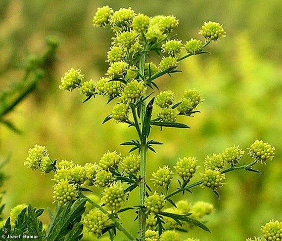[THREAD] • Artemisia Annua L’armoise annuelle : un remède efficace contre le paludisme et le COVID-19 ?