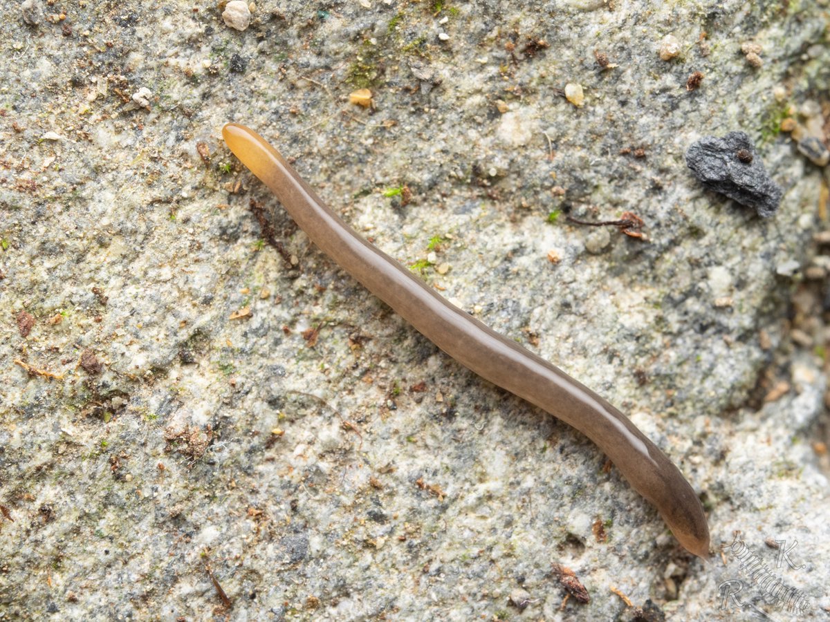 陸棲扁形動物いろいろ ヒルゲンドルフコウガイビル Bipalium hilgendorfi Artioposthia japonica ...