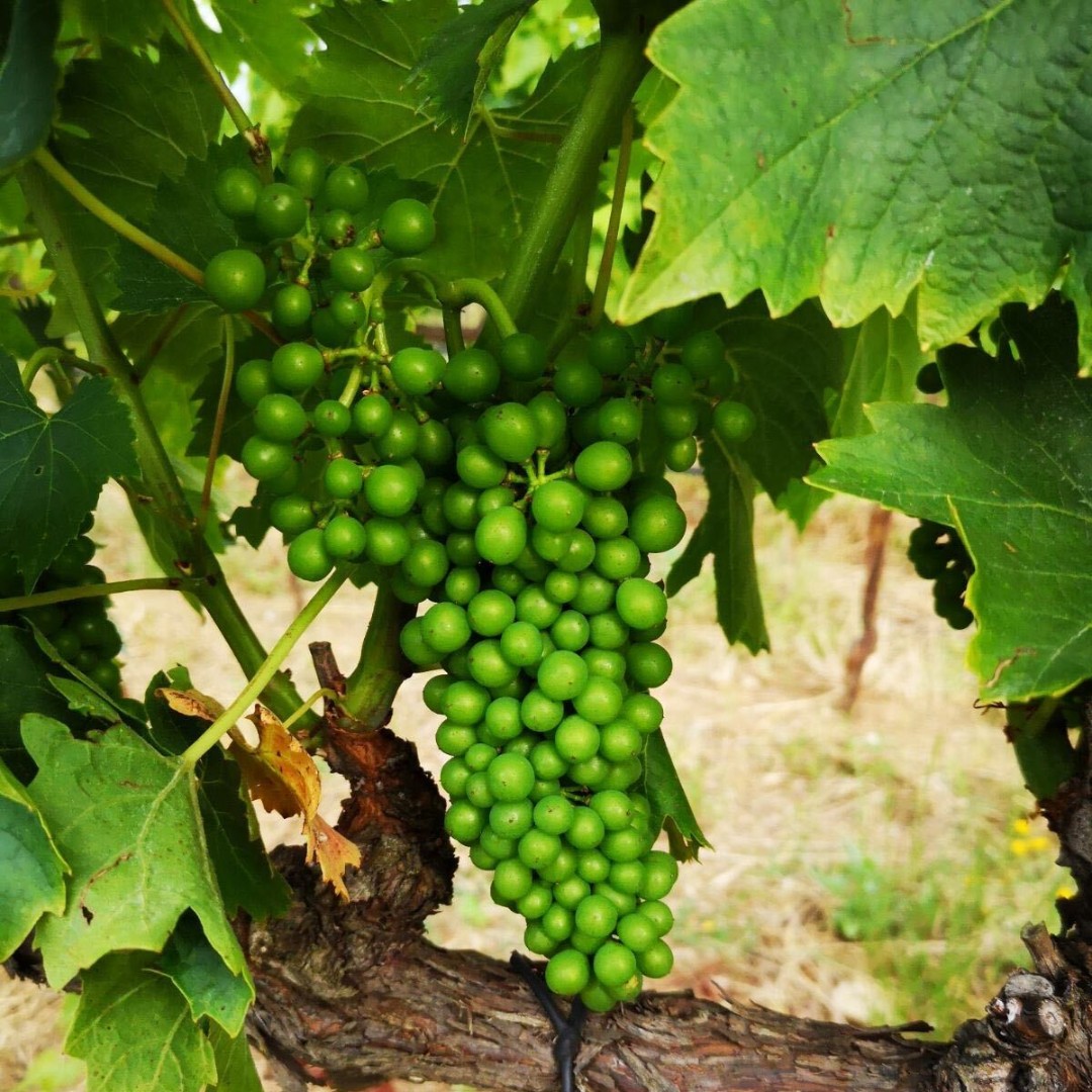 Loading . . . #vendemmia2020 #vintage2020 #workinprogress #wine #winelover #winewednesday #winetime #wineoclock #winelovers #redwine #winestagram #instawine #wineaddict #countdown #wednesdaywine #organic #vineyard #tuscany #contidisanbonifacio #cdsbwines #attesa #waitingfor