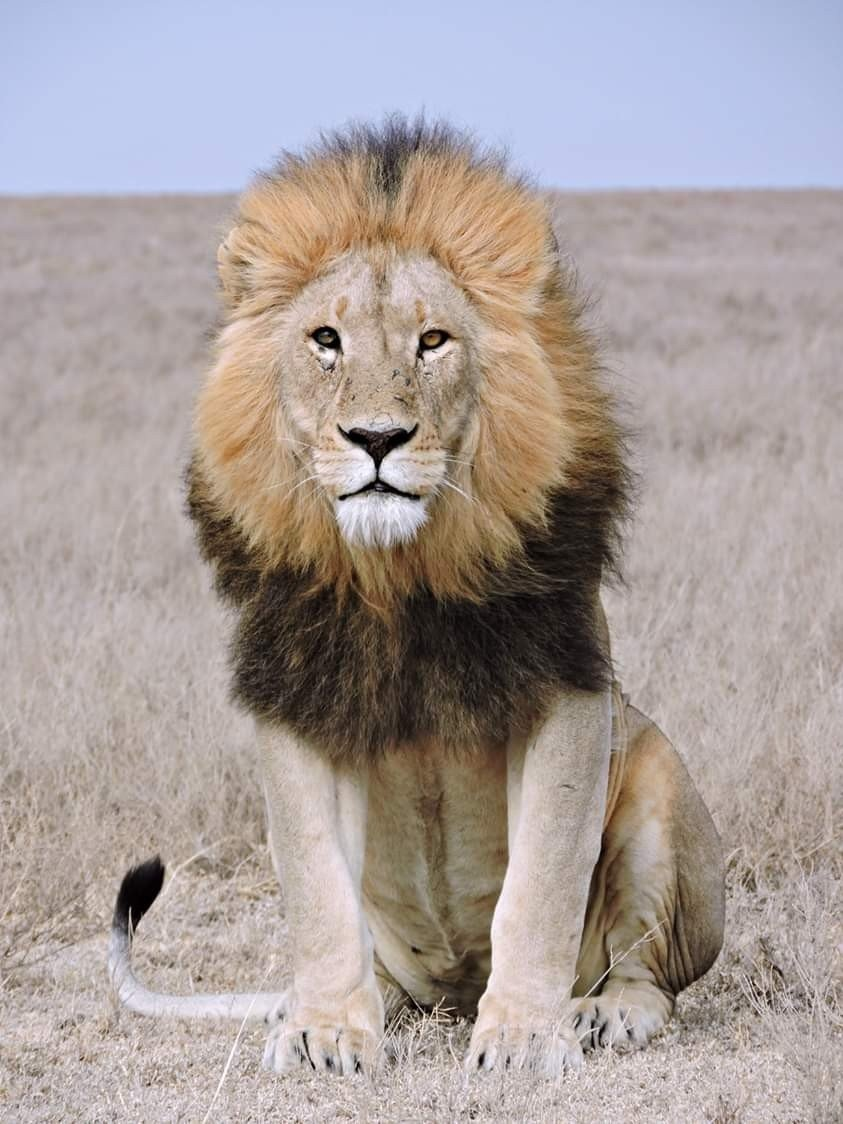 Ronak Shah tweet media