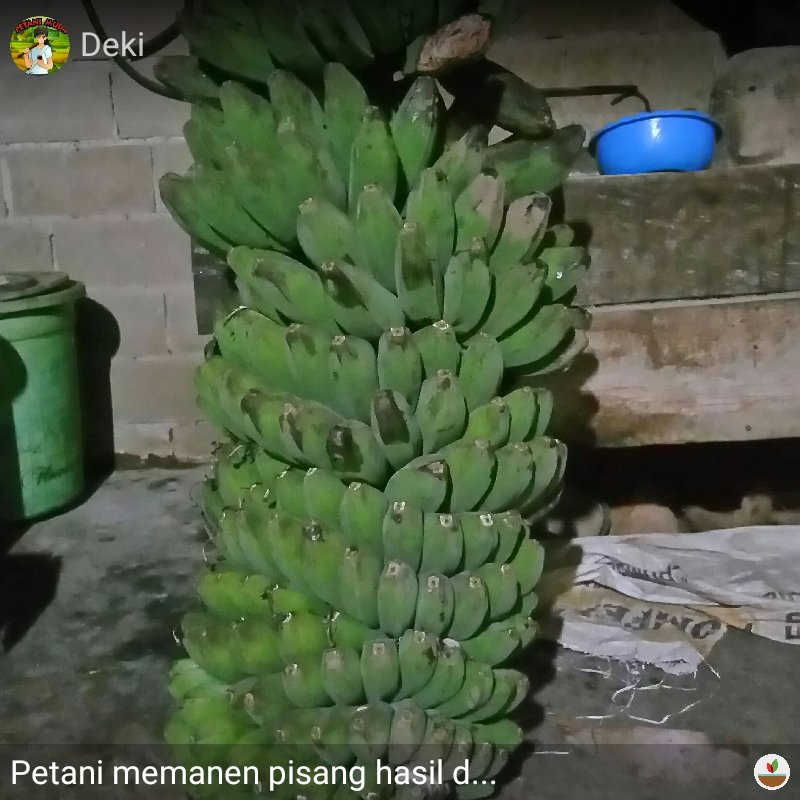 MitraGambut's tweet photo. Petani memanen pisang hasil dari lahan gambut di Desa Sarang Burung Kuala, Kec. Jawai, Kab. Sambas, Kalimantan Barat, Rabu (22/7/2020)., Lihat selengkapnya: https://t.co/eUAz1wa9TE

#lanjutkanrestorasigambut https://t.co/qDoePumCQ6