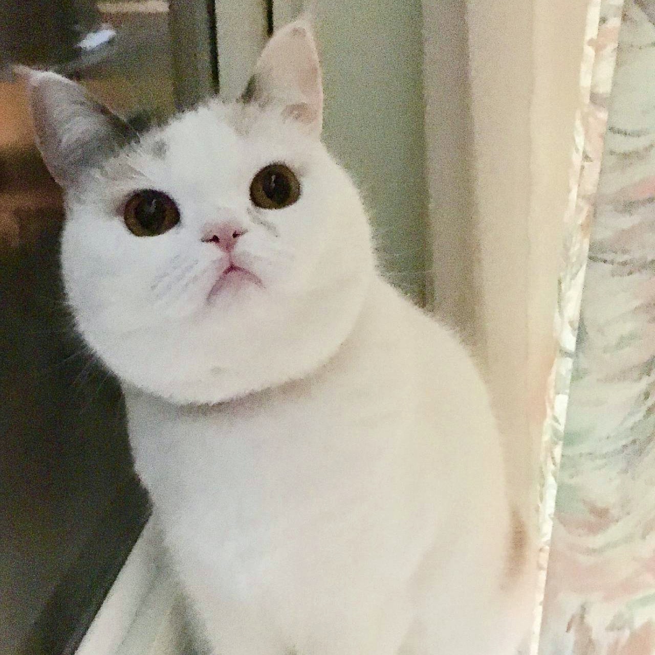 AIXIA にゃんちゅーぶ on X: 
