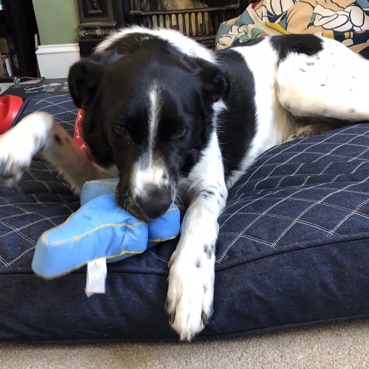 ChewDid's tweet photo. I chewed Ronald the dinosaur. https://t.co/5kA9rC3x63