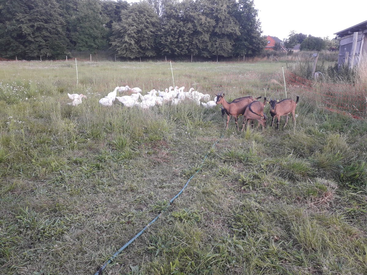OekohofFlaeming's tweet photo. Seit gestern haben wir neue Bewohner auf dem Hof. Es werden Mitbewohner unserer Gänse, mit dem Ziel den Habicht ein wenig zu irritieren und die Zahl der Angriffe zu senken. Im Bundesverband mobile Geflügelhaltung (#BVMG) hat man damit sehr positive Erfahrungen gemacht. https://t.co/hl0CKkvdXR
