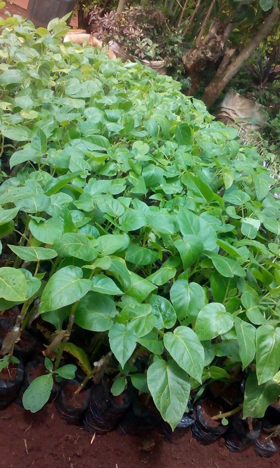 eHahoRw's tweet photo. 15,000 tree tomatoes seedlings are available from @SeedlingsLtd, Kamonyi/Kigembe at 300 Rwf/seedling. Follow the link to the market place to contact a farmer https://t.co/Y2Ri7I9sTx
#Rwot #seedlings #treetomatoes https://t.co/dx3FtbS20E