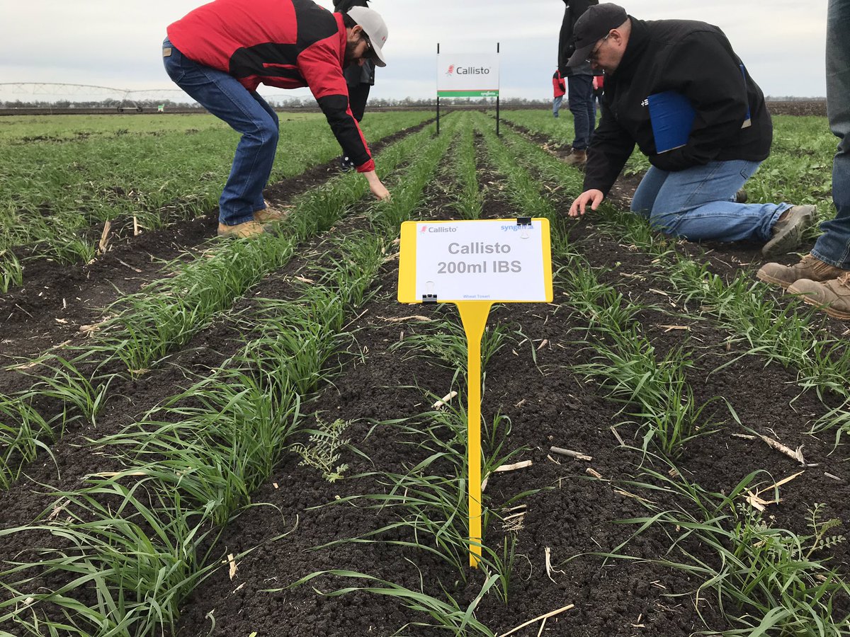 clpatterson_95's tweet photo. At the @Syngenta learning centre at Tosari checking out new pre emergent chemistry for broadleaf weeds #BLW. Also had a look at their new seed treatment for crown rot. @EldersLimited @KennyMatt88 @NealStevenson4 @meganepwilliams #preisthenewpost #callisto #reflex https://t.co/yc2cE7CD5I