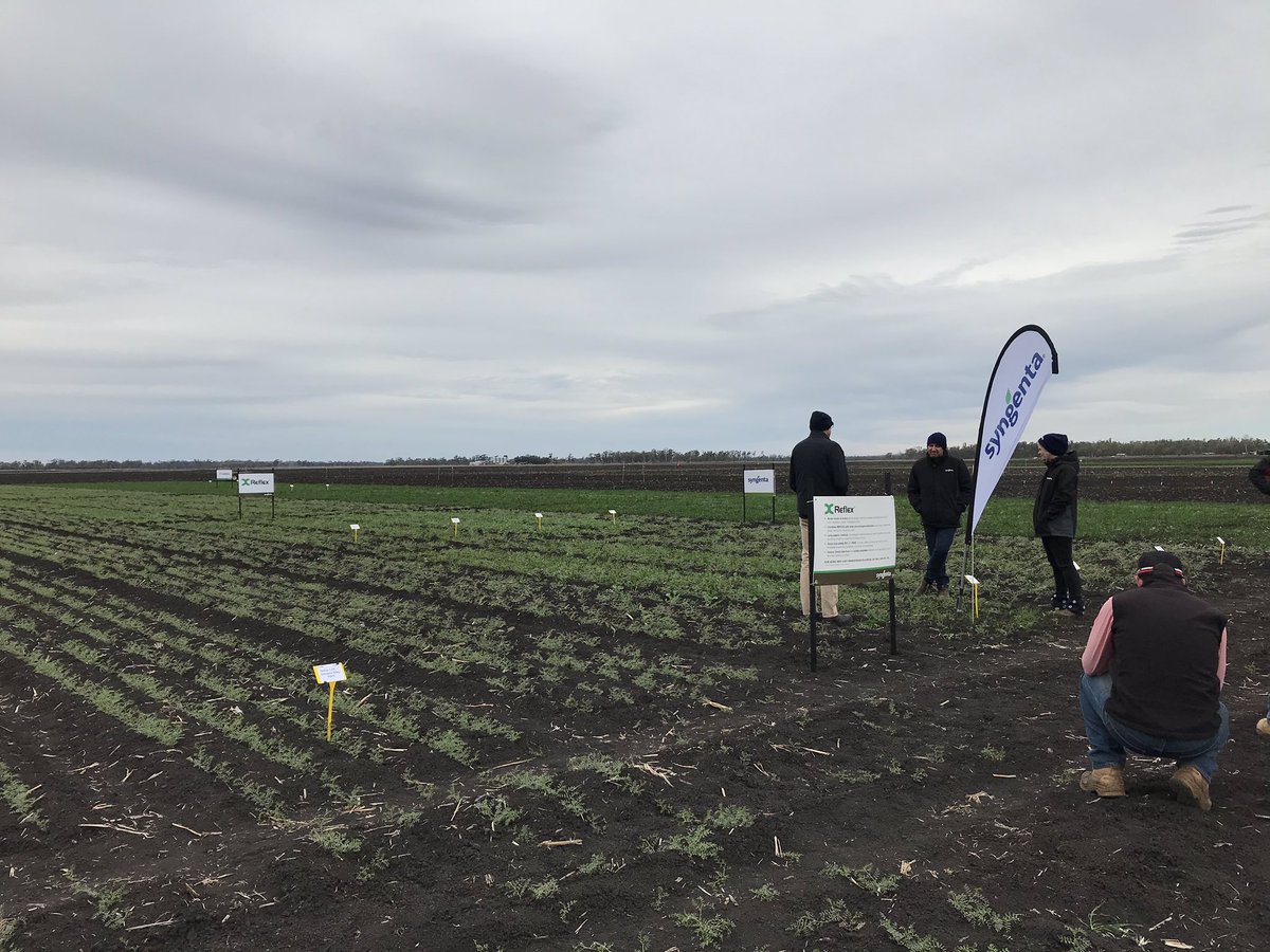 clpatterson_95's tweet photo. At the @Syngenta learning centre at Tosari checking out new pre emergent chemistry for broadleaf weeds #BLW. Also had a look at their new seed treatment for crown rot. @EldersLimited @KennyMatt88 @NealStevenson4 @meganepwilliams #preisthenewpost #callisto #reflex https://t.co/yc2cE7CD5I