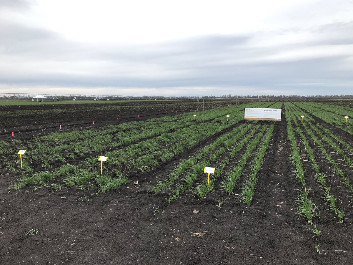 clpatterson_95's tweet photo. At the @Syngenta learning centre at Tosari checking out new pre emergent chemistry for broadleaf weeds #BLW. Also had a look at their new seed treatment for crown rot. @EldersLimited @KennyMatt88 @NealStevenson4 @meganepwilliams #preisthenewpost #callisto #reflex https://t.co/yc2cE7CD5I