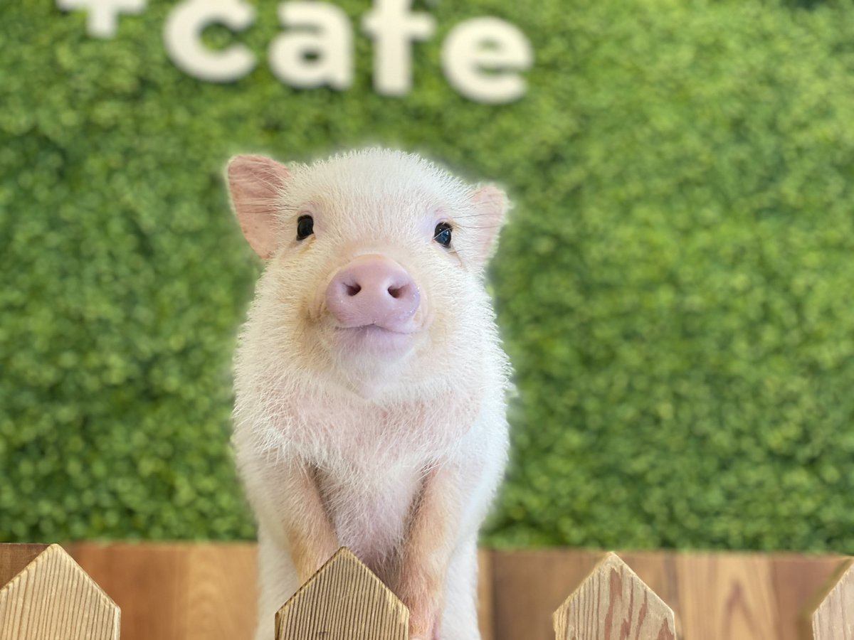 Twitter पर Mipigcafe ん 呼んだ ぶひっ Mipig Mipigcafe Micropig マイクロブタ 可愛い 癒し Cute マイクロブタカフェ ブタカフェ 看板娘