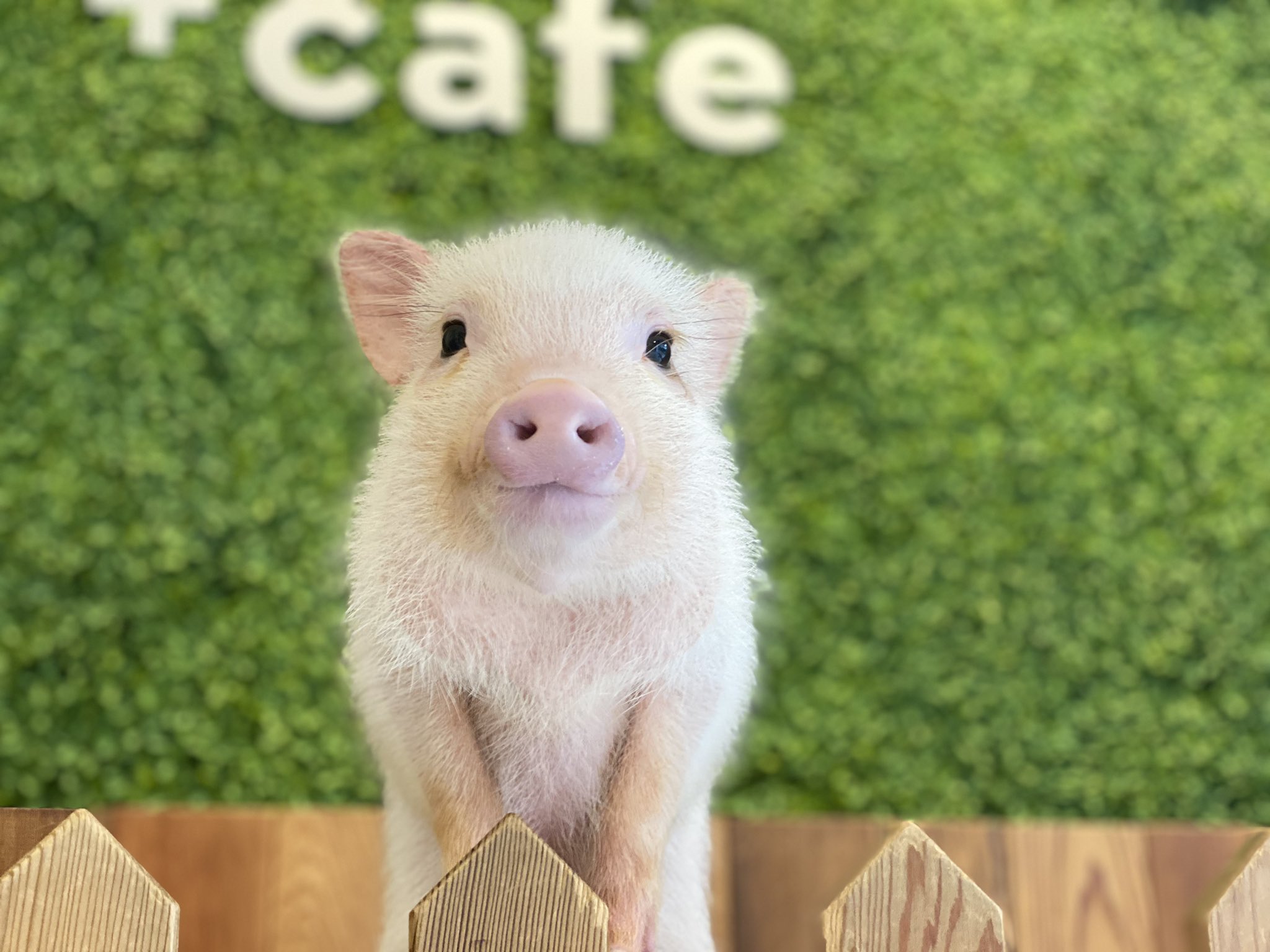 Mipigcafe 在 Twitter 上 ん 呼んだ ぶひっ Mipig Mipigcafe Micropig マイクロブタ 可愛い 癒し Cute マイクロブタカフェ ブタカフェ 看板娘 T Co Jwunijxsjb Twitter